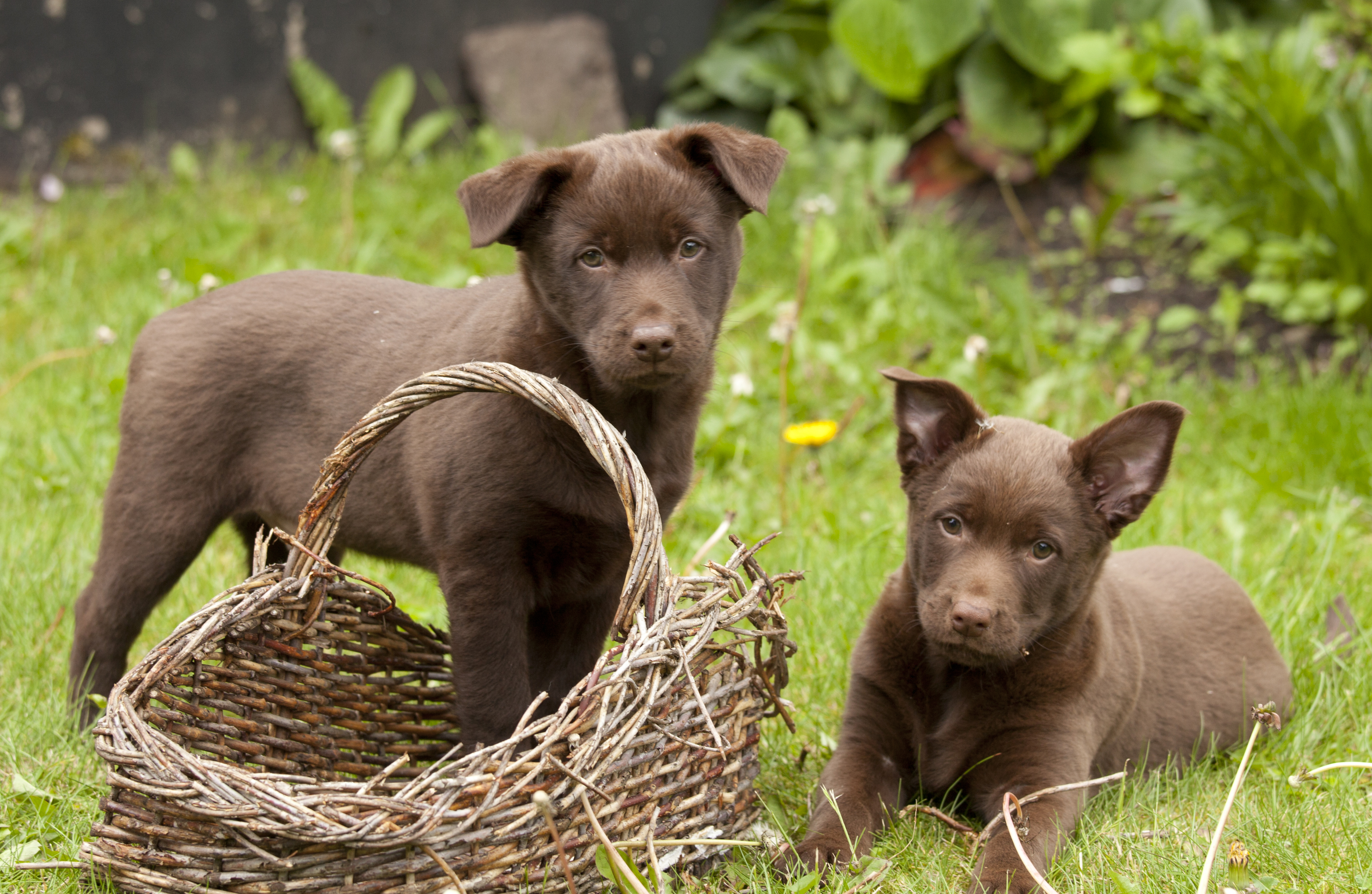 Litter 1 Kennel – Norge - Wingdari Of The Anzacs